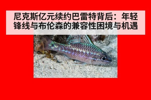 尼克斯亿元续约巴雷特背后：年轻锋线与布伦森的兼容性困境与机遇